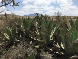 Image of Agave scaposa Gentry