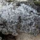 Image of porpidia lichen