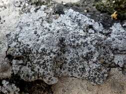 Image of porpidia lichen