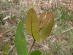 Image of Angophora hispida (Sm.) D. F. Blaxell