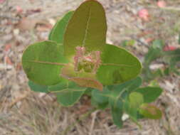 Image of Angophora hispida (Sm.) D. F. Blaxell