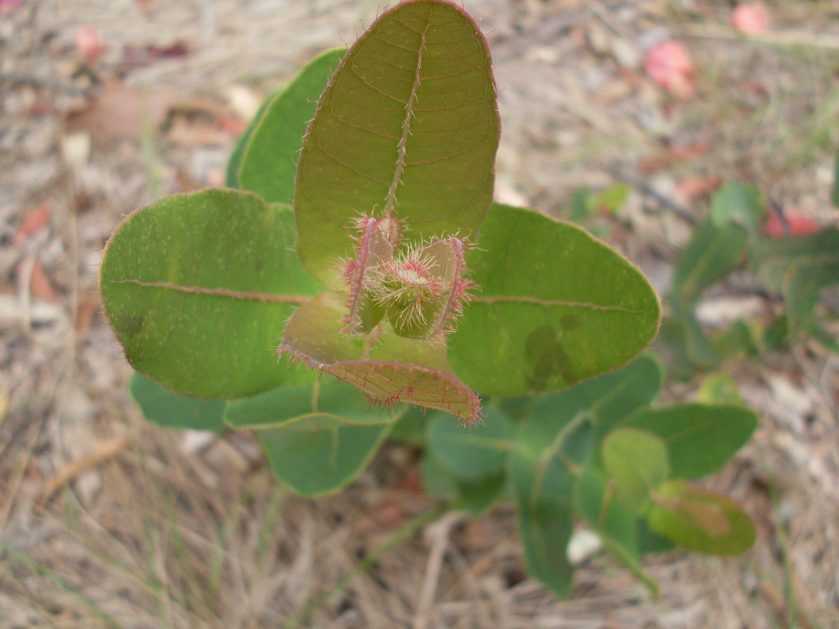 Image of Angophora hispida (Sm.) D. F. Blaxell