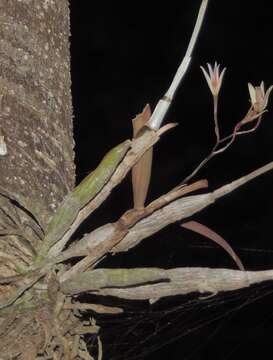 Image of Barkeria obovata (C. Presl) Christenson