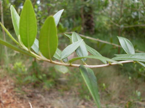 Image of African olive