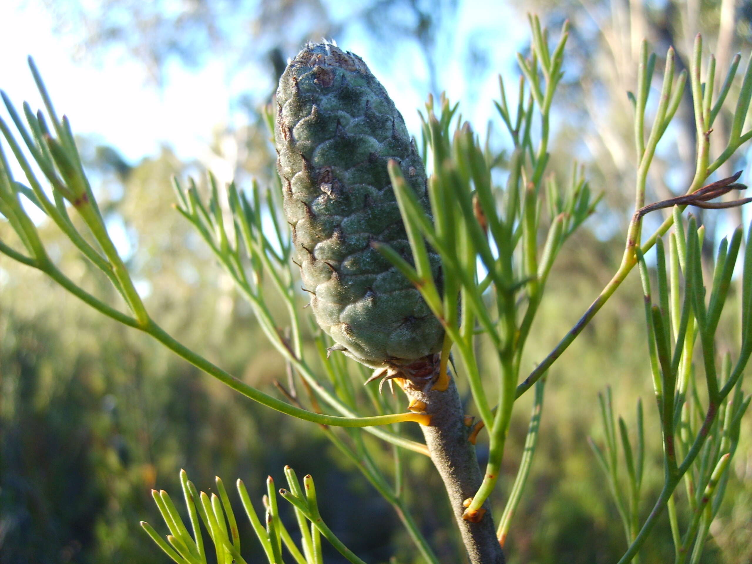 Image of Petrophile pulchella (Schrader & Wendl.) R. Br.