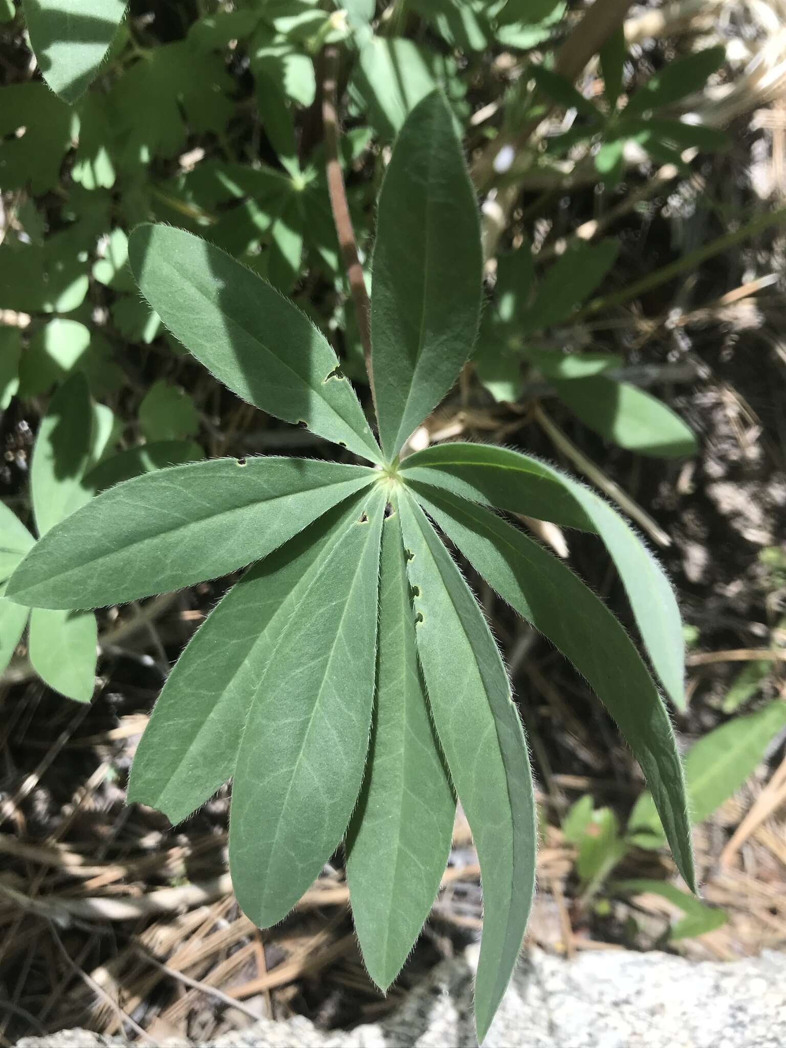 Image of Lupinus latifolius subsp. wigginsii (C. P. Sm.) P. Kenney & D. B. Dunn