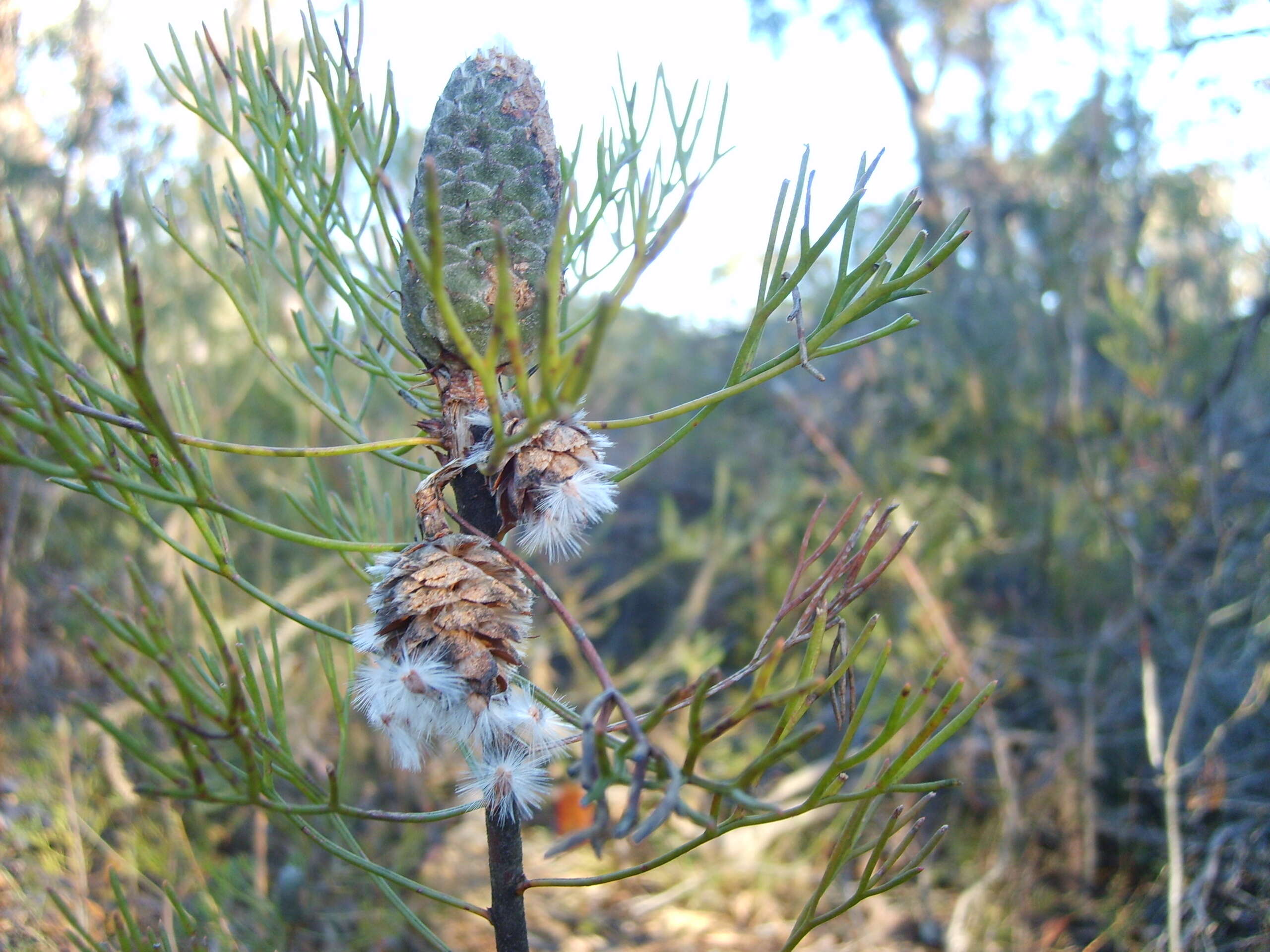 Image of Petrophile pulchella (Schrader & Wendl.) R. Br.