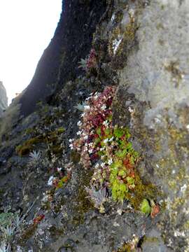 Image of Saxifraga maderensis D. Don