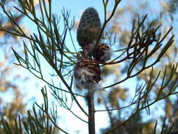 Image of Petrophile pulchella (Schrader & Wendl.) R. Br.