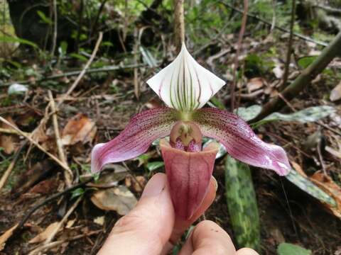 Image de Paphiopedilum purpuratum (Lindl.) Stein