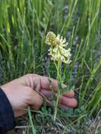 Astragalus canadensis var. brevidens (Gandog.) Barneby的圖片