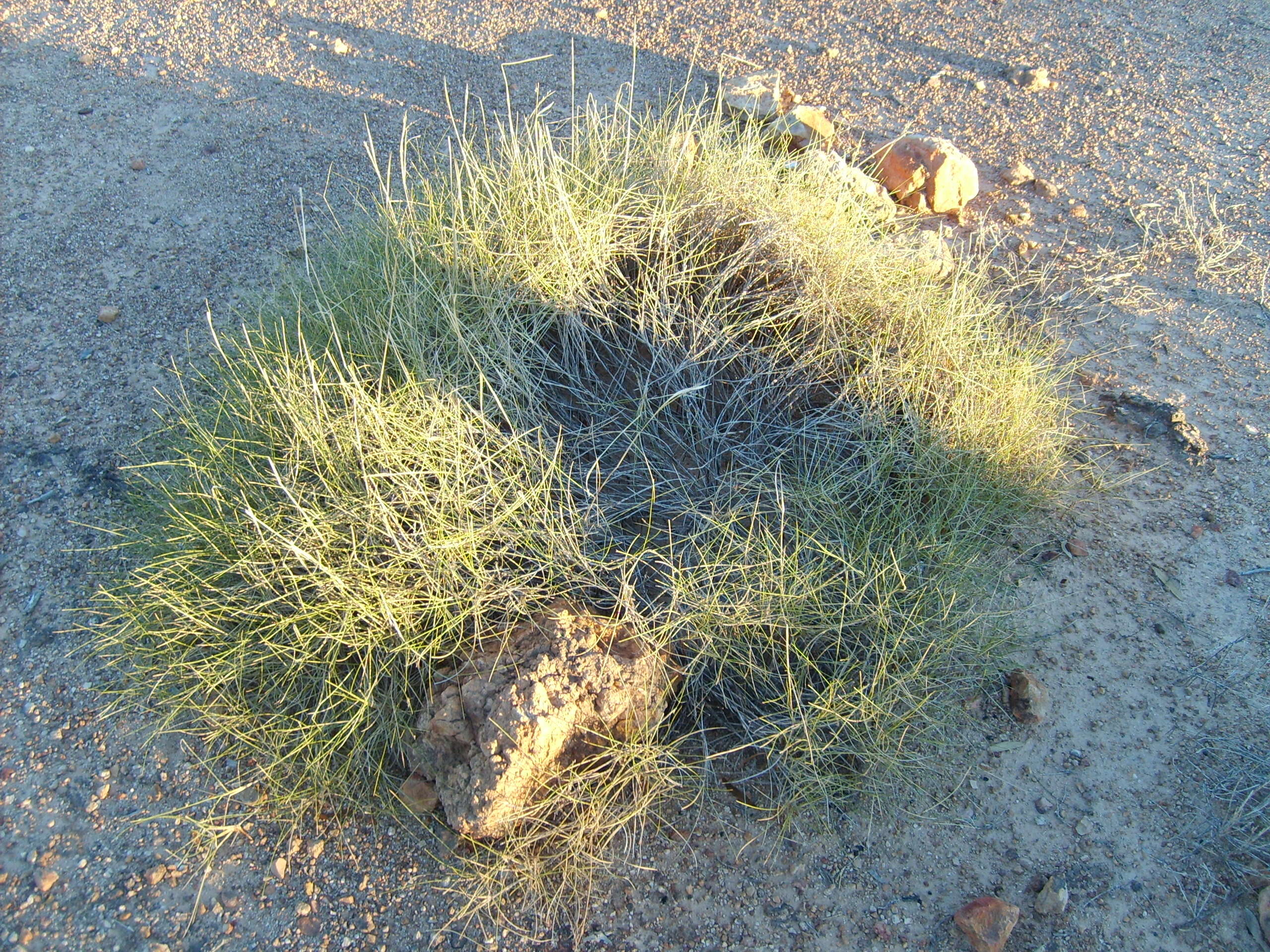 Plancia ëd Triodia scariosa N. T. Burb.