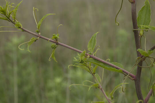 Слика од Smilax riparia var. riparia