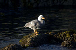 Image of Flightless Steamer-Duck