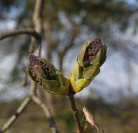 Image of Common Lilac