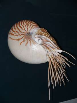 Image of Bellybutton nautilus