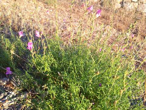 Plancia ëd Antirrhinum majus L.