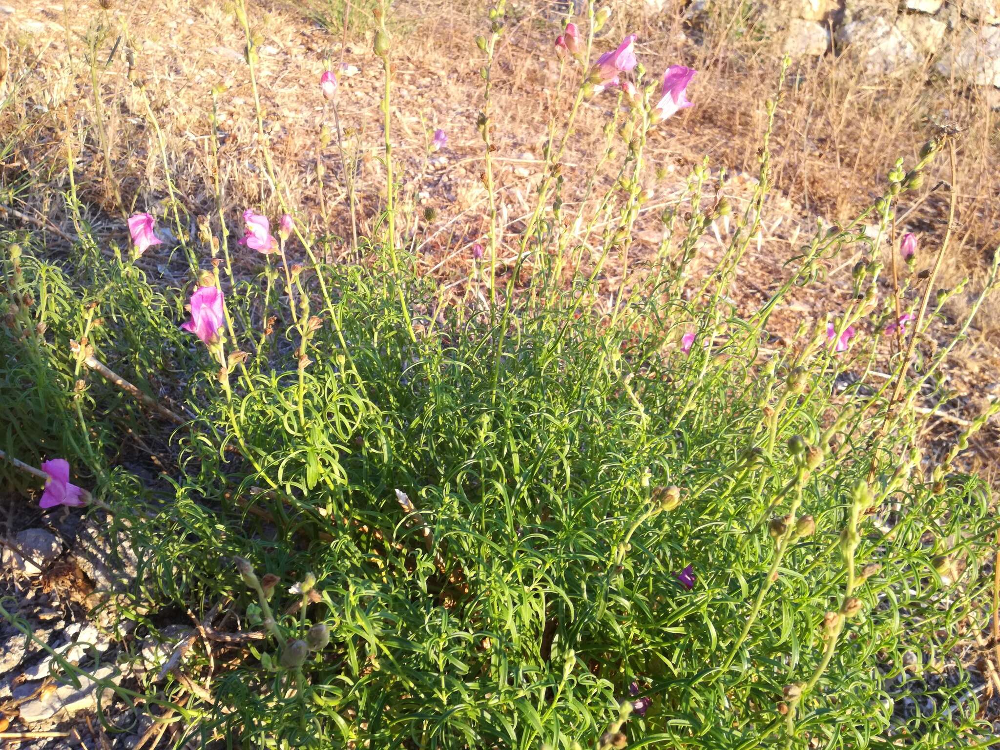 Plancia ëd Antirrhinum majus L.