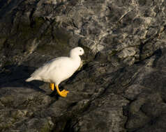 Image of Kelp Goose