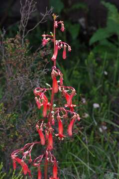 Image of Cape-fuchsia