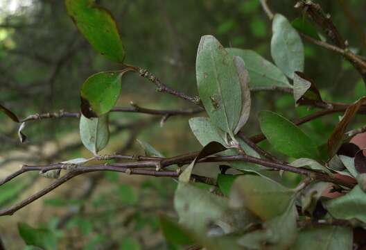 Image of Fragrant tree daisy