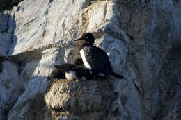 صورة Phalacrocorax magellanicus (Gmelin & JF 1789)