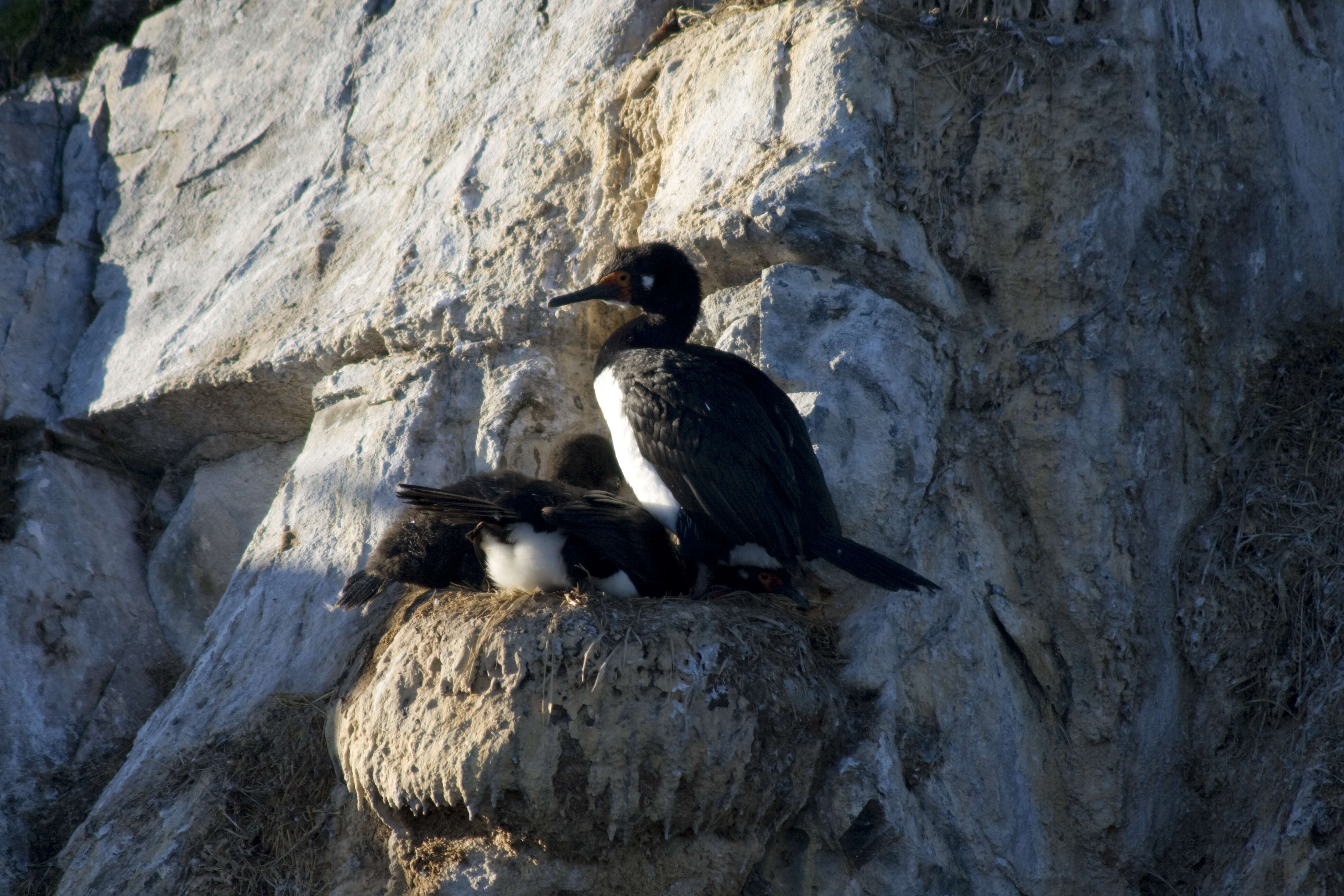 صورة Phalacrocorax magellanicus (Gmelin & JF 1789)