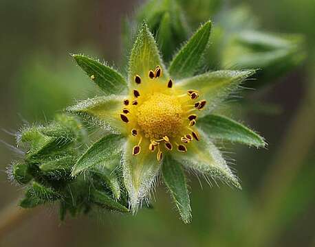 Image of sulphur cinquefoil