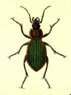Image of Ground Beetle