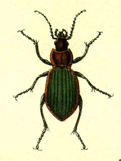 Image of Ground Beetle