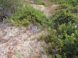 Imagem de Heliophila arenaria var. arenaria