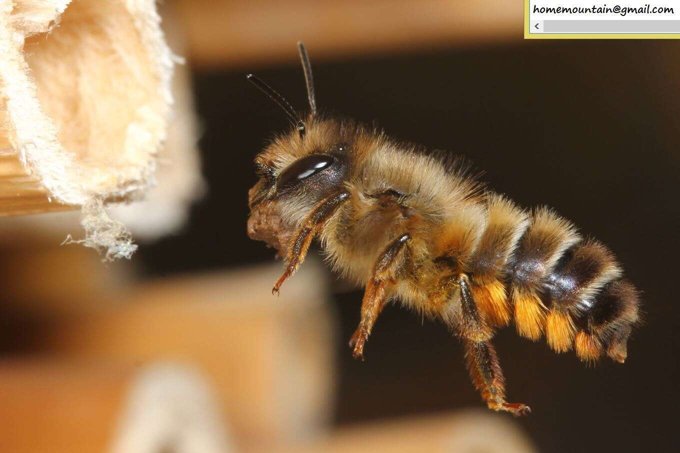 Image of Osmia excavata Alfken 1903