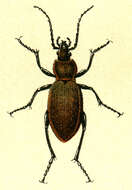 Image of Carabus (Eucarabus) arcensis Herbst 1784