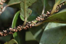 Image of Cryptocarya aristata Kosterm.