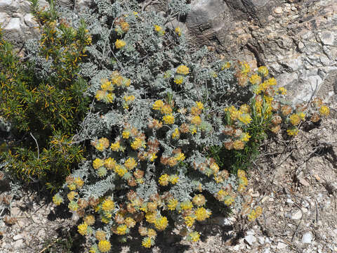 Image of Anthyllis tejedensis Boiss.