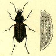 Image of Carabus (Oreocarabus) hortensis Linnaeus 1758