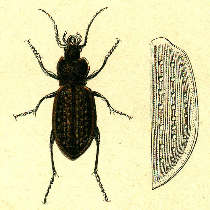 Image of Carabus (Oreocarabus) hortensis Linnaeus 1758