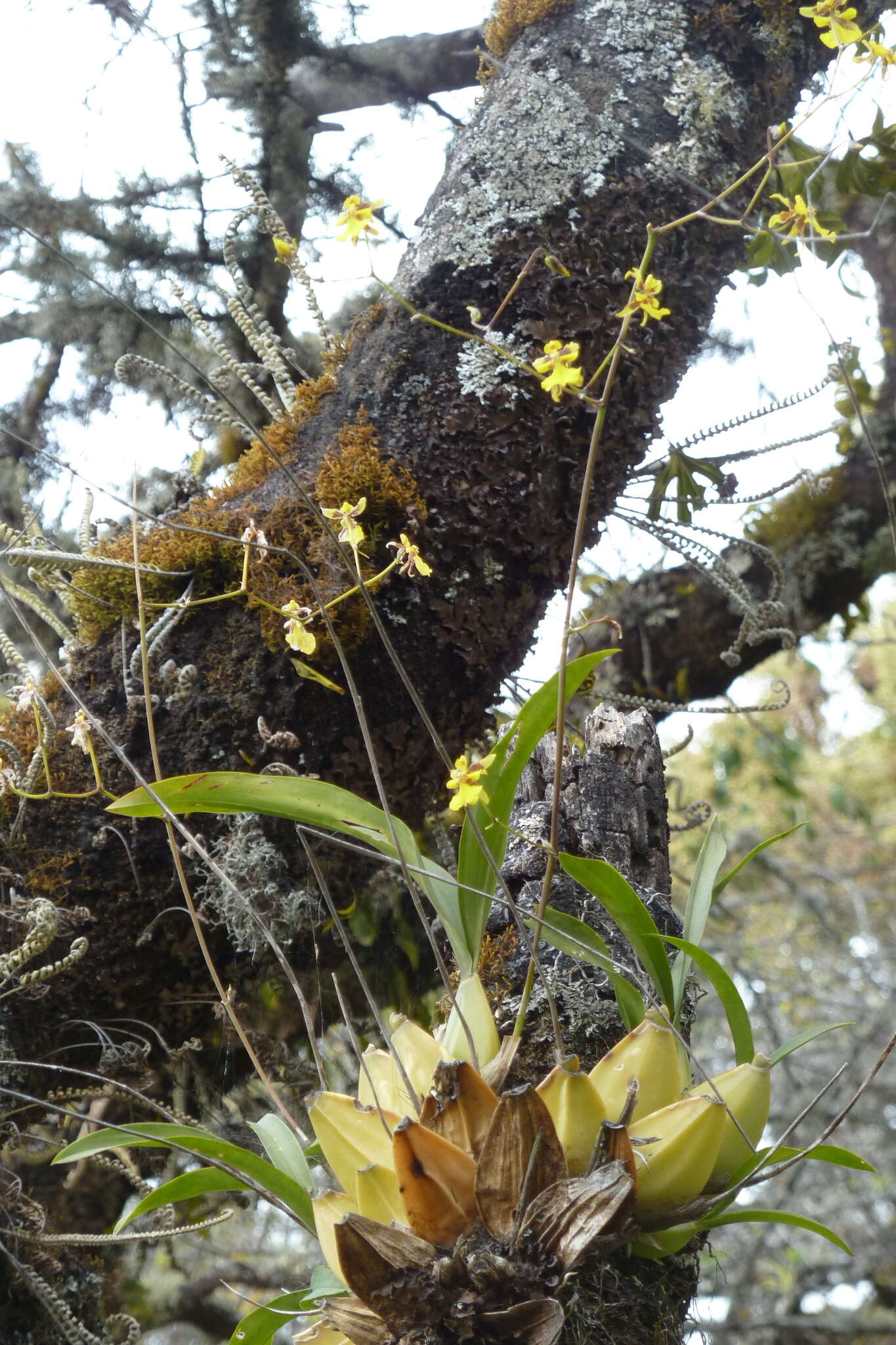 Image of Oncidium reflexum Lindl.