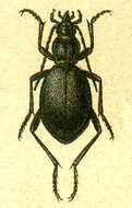 Image of Cychrus caraboides (Linnaeus 1758)