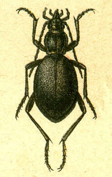 Image of Cychrus caraboides (Linnaeus 1758)