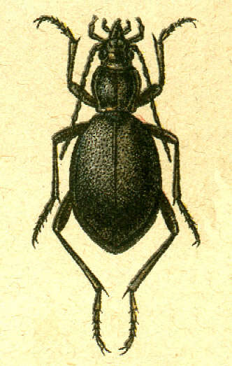 Image of Cychrus caraboides (Linnaeus 1758)