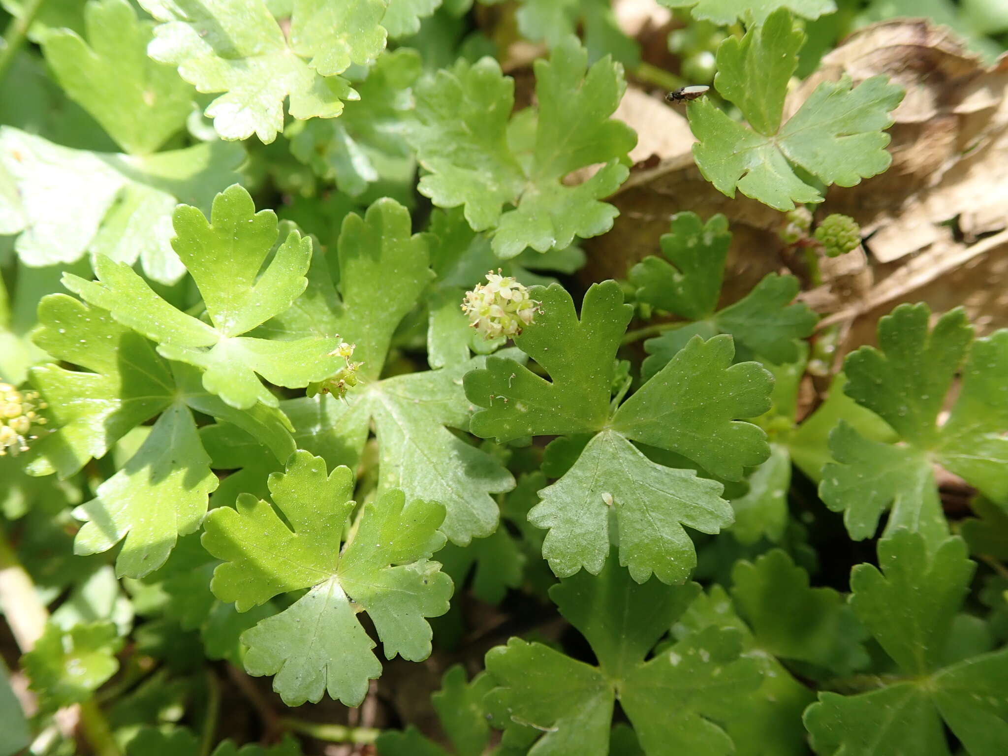 Hydrocotyle batrachium Hance的圖片