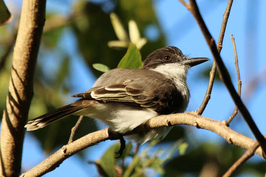 Image of Loggerhead Kingbird