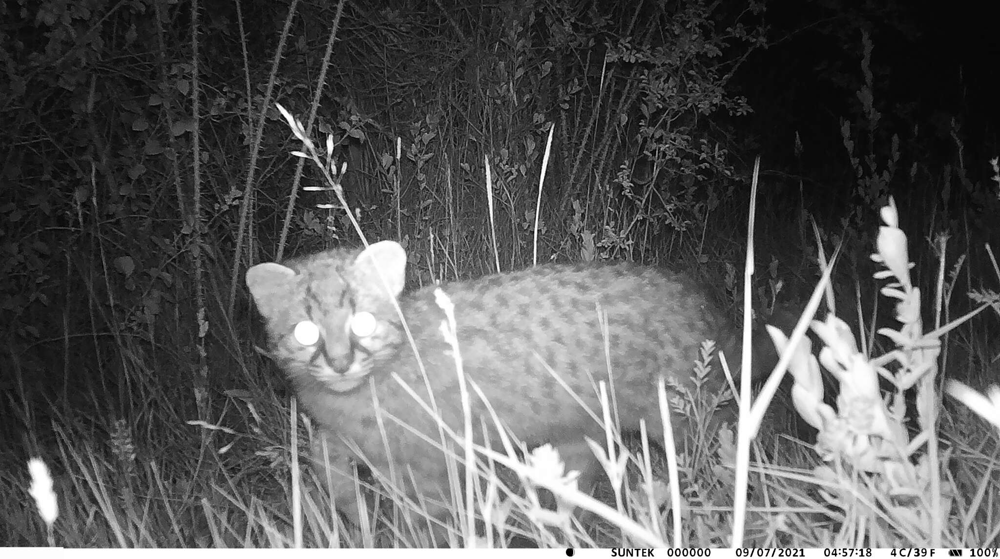 Image of Chilean cat