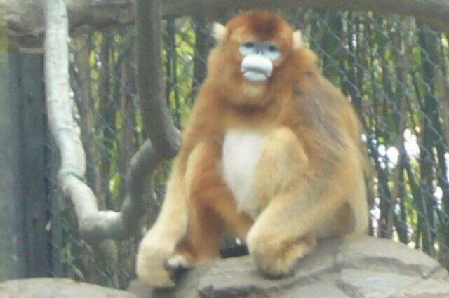 Image of Golden Snub-nosed Monkey