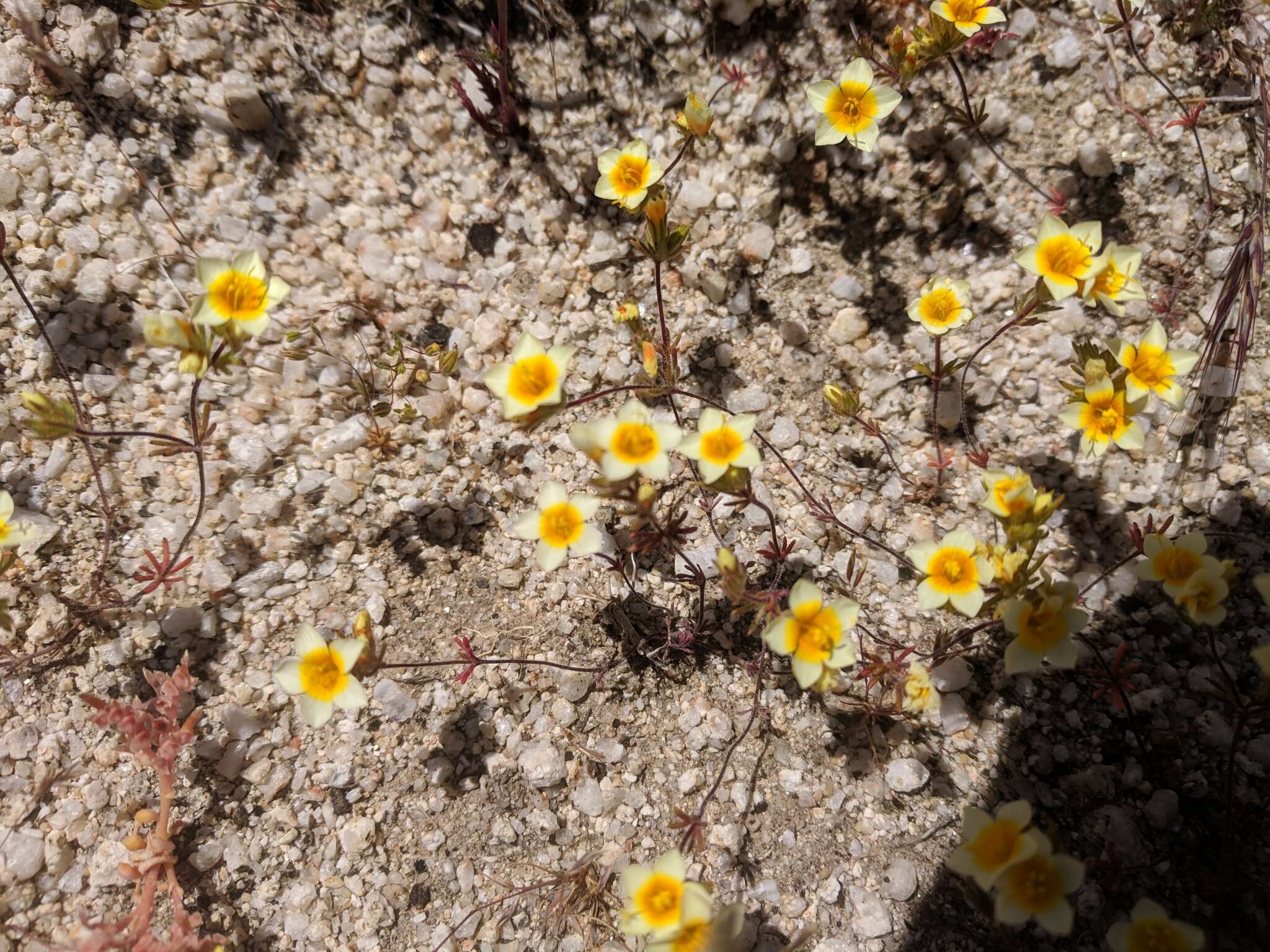 Image of Lemmon's linanthus