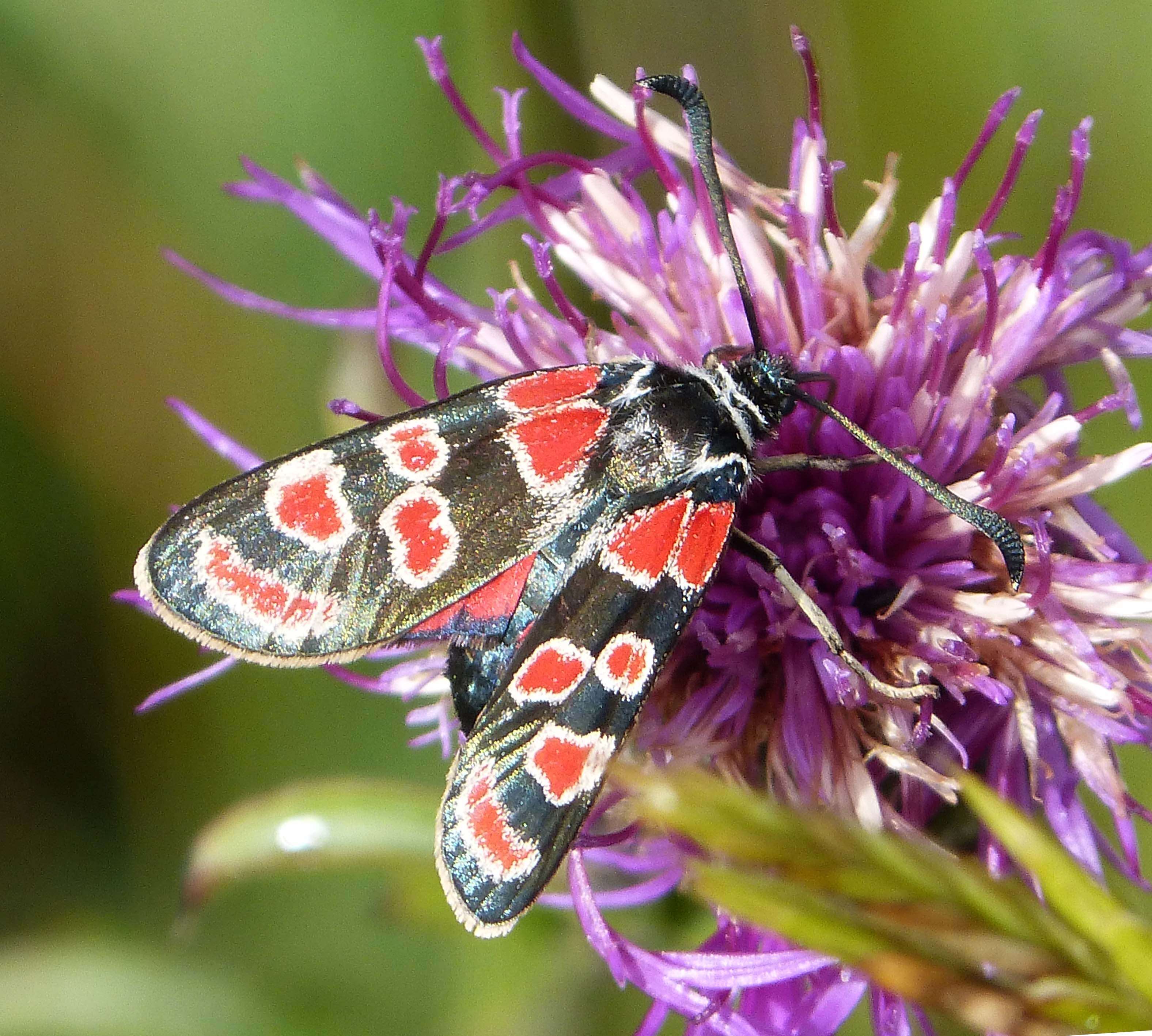 Image of Zygaena carniolica Scopoli 1763