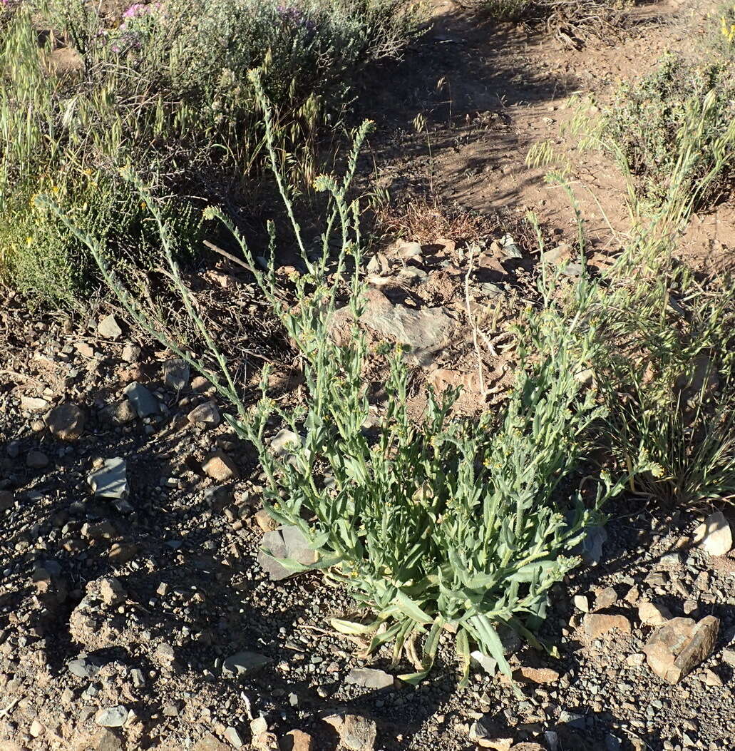 Plancia ëd Amsinckia menziesii var. menziesii