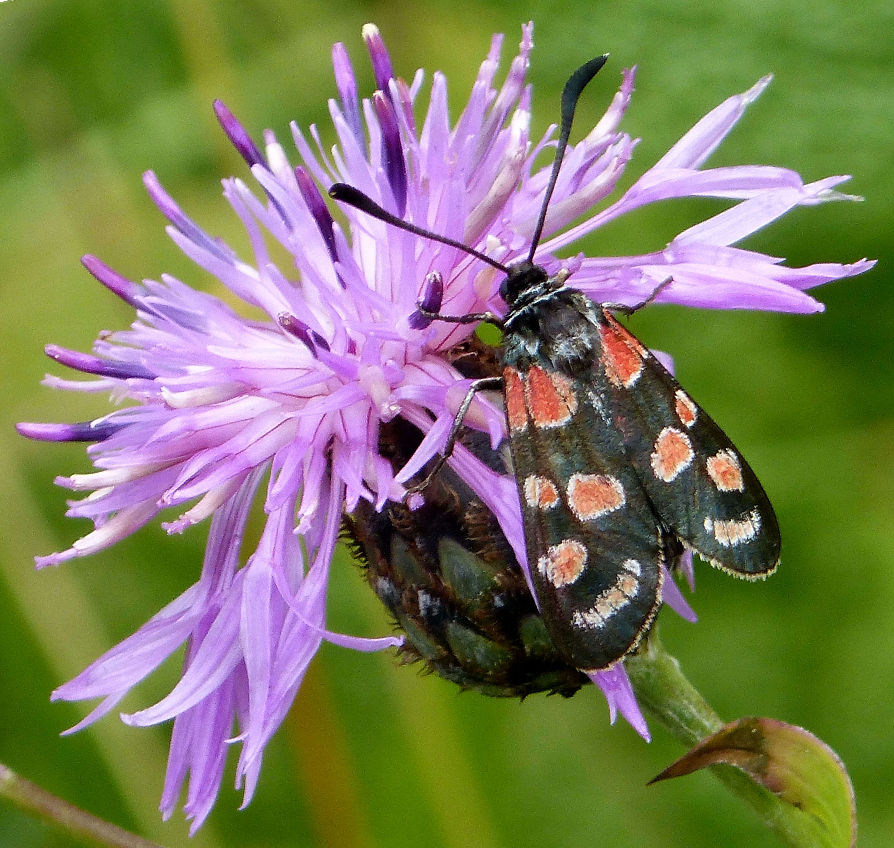 Image of Zygaena carniolica Scopoli 1763