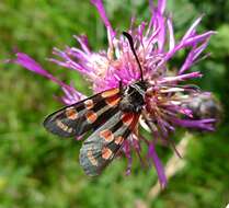 Image of Zygaena carniolica Scopoli 1763